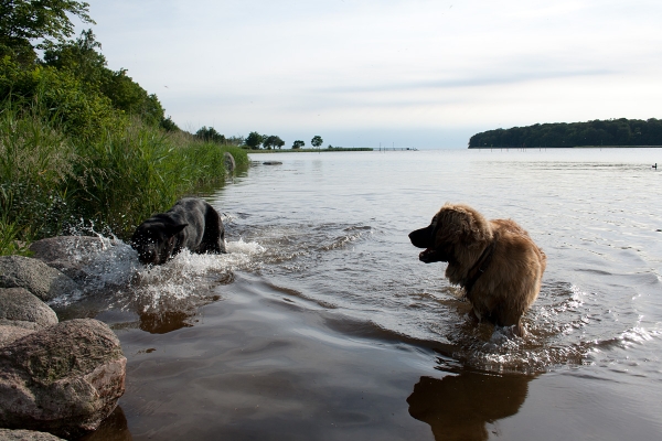 Apolo de Ablanera - playing in the water with Karla (Leonberger)
(Carbonero de Fuente Mimbre x Morena de Ablanera)
Keywords: Apolo, Apollo, Black, Negro, Swimming, Water, Agua