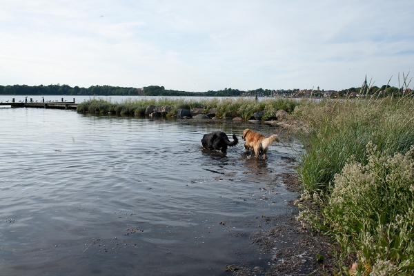 Apolo de Ablanera - in the water with Karla (Leonberger)
(Carbonero de Fuente Mimbre x Morena de Ablanera)
Keywords: Apolo, Apollo, Black, Negro, Swimming, Water, Agua