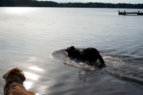 Apolo de Ablanera - swimming with Karla (Leonberger)
(Carbonero de Fuente Mimbre x Morena de Ablanera)
Keywords: Apolo, Apollo, Black, Negro, Swimming, Water, Agua