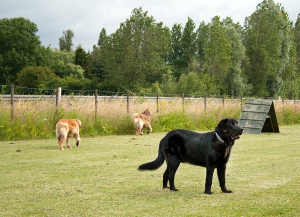 Apolo de Ablanera - 8 months/meses
(Carbonero de Fuente Mimbre x Morena de Ablanera)
Keywords: Apolo, Apollo, Black, Negro