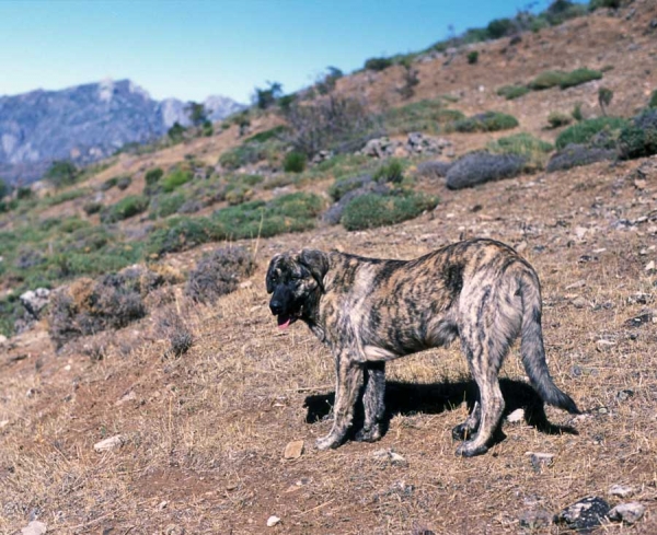 Young mastín ganadero 7 months old - in the mountains around Aralla de Luna, León, Spain 2001
Photo: Jonas Nielsen - ©  
Keywords: flock working ganadero ismael