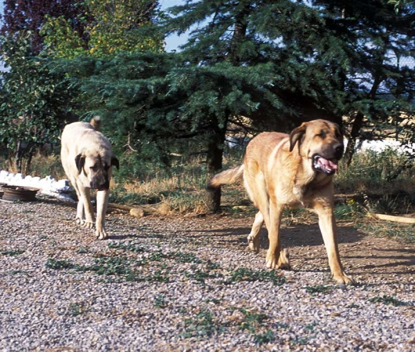 Mastines from 'Valle de Santiago'´- 1999
Photo: Jonas Nielsen - © Copyright  
الكلمات الإستدلالية(لتسهيل البحث): valle