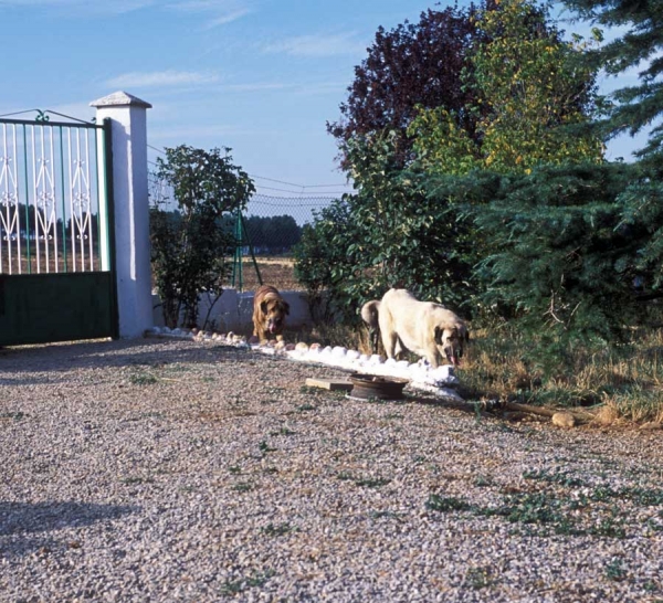 Mastines from 'Valle de Santiago'´- 1999
Photo: Jonas Nielsen - © Copyright  
Keywords: valle