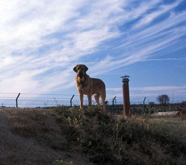 Mastín from 'Valle de Santiago'´- 1999
Photo: Jonas Nielsen - © Copyright  
Keywords: valle