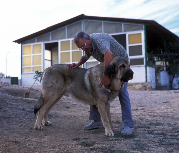 Mastín from 'Valle de Santiago'´- 1999
Photo: Jonas Nielsen - © Copyright  
Keywords: valle