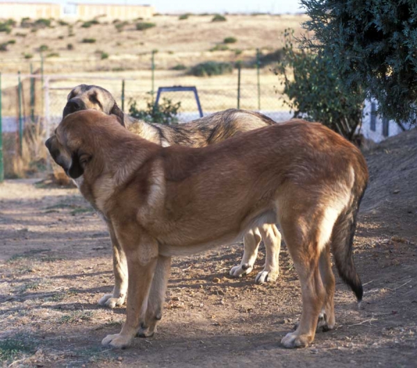 Mastines from 'Valle de Santiago'´- 1999
Photo: Jonas Nielsen - © Copyright  
Keywords: valle