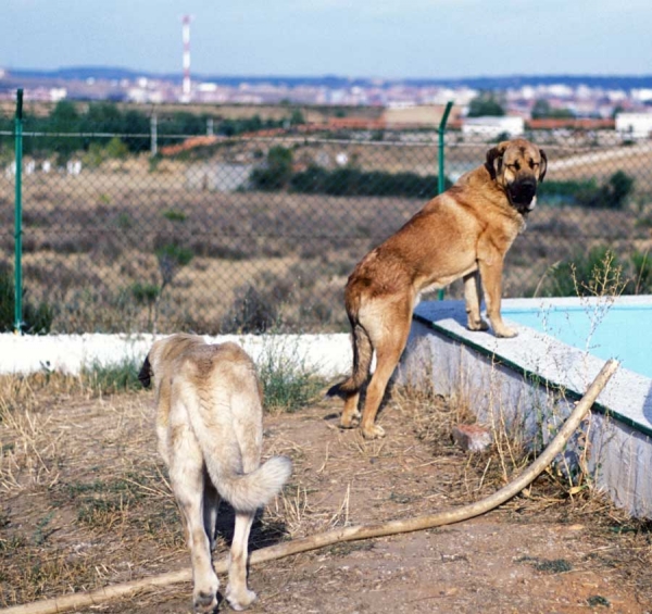 Mastines from 'Valle de Santiago'´- 1999
Photo: Jonas Nielsen - © Copyright  
Keywords: valle