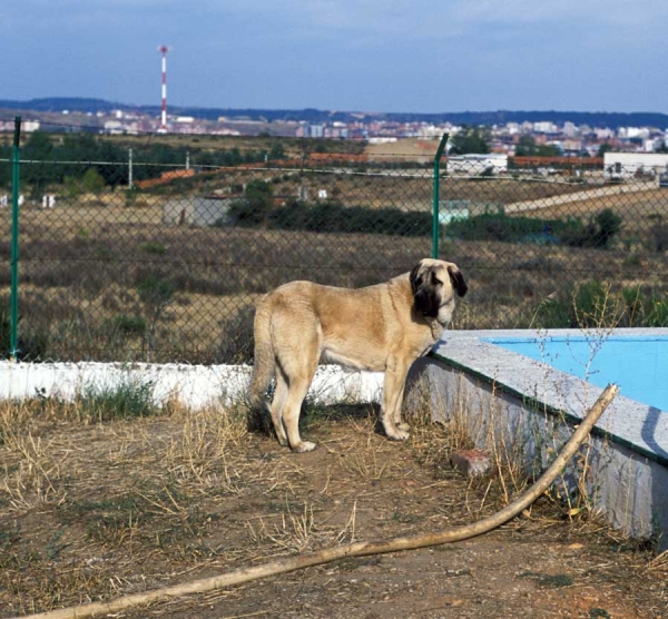 Mastín from 'Valle de Santiago'´- 1999
Photo: Jonas Nielsen - © Copyright  
Keywords: valle