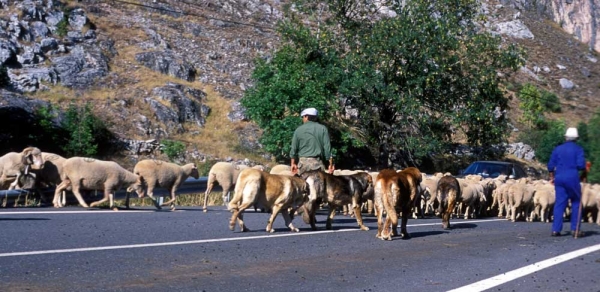 Flock of sheep and mastines near Villafeliz, León, Spain - 2000
