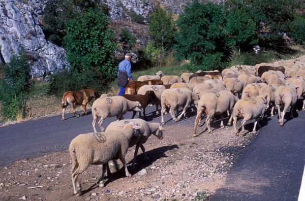 Mastines near Villafeliz 2001
Keywords: flock working ganadero