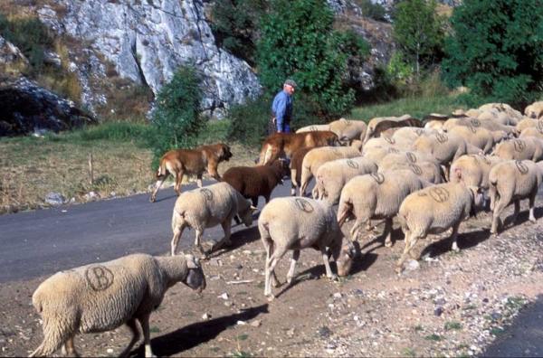 Flock of sheep and mastines near Villafeliz, León, Spain - 2000
Keywords: flock working ganadero
