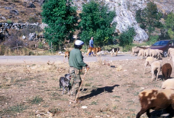 Flock of sheep and mastines near Villafeliz, León, Spain - 2000
Keywords: flock working ganadero