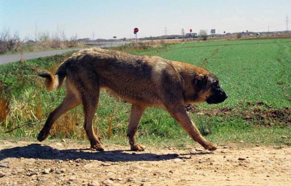 Mastín ganadero - León, Spain 2001
Photo: Jonas Nielsen - © Copyright. 
Keywords: flock working ganadero