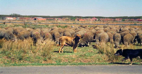 Mastín ganadero and Carea - León, Spain 2001
Photo: Jonas Nielsen - © Copyright. 
Keywords: flock working ganadero