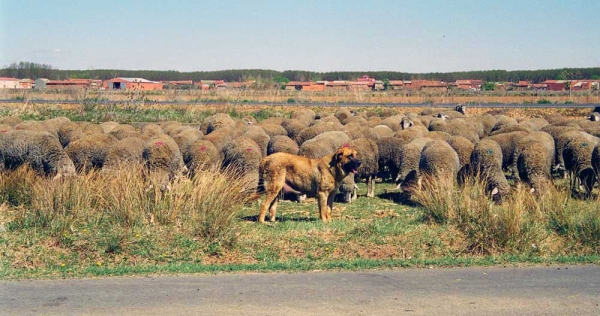 Mastín ganadero - León, Spain 2001
Photo: Jonas Nielsen - © Copyright. 
Keywords: flock working ganadero