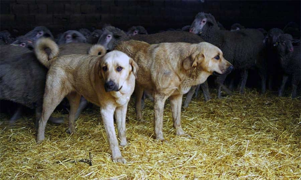 Young working mastines (females), León 1999
Photo: Jonas Nielsen. Copyright ©  

Keywords: flock working ganadero