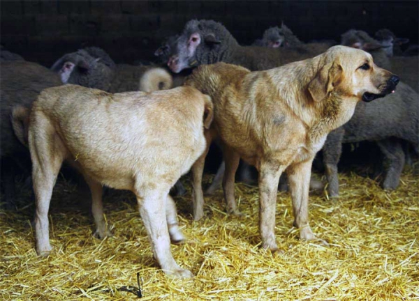 Young working mastines (females), León 1999
Photo: Jonas Nielsen. Copyright ©  

Keywords: flock working ganadero