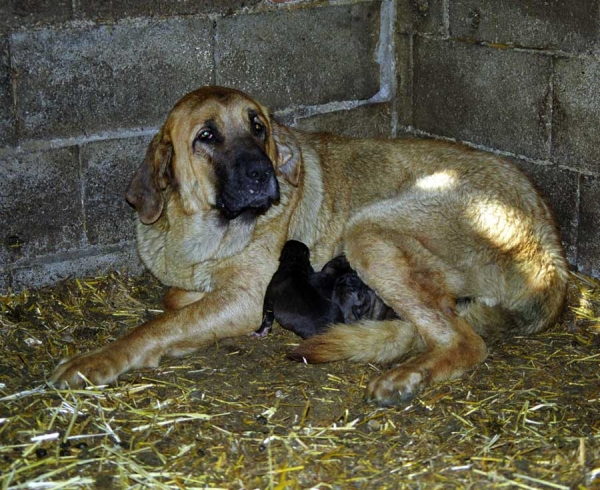 Female working mastín with puppies, León 1999
Photo: Jonas Nielsen. Copyright ©  

Keywords: flock working ganadero