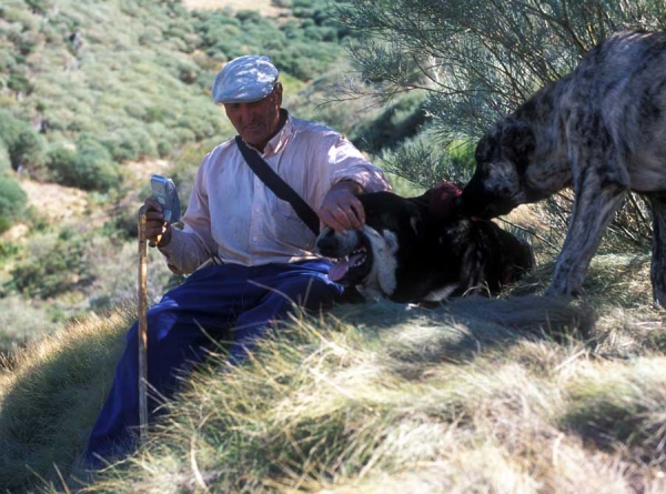 Ismael with two of his mastines - black male 12 months and brindle male 7 months old - León Spain 2001
Photo: Jonas Nielsen - © Copyright. 
Keywords: flock working ganadero ismael