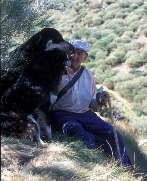 Ismael with male Mastín and Carea - León, Spain 2001
Photo: Jonas Nielsen - © Copyright.  
Keywords: flock working ganadero ismael