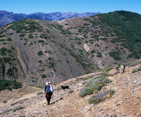 Ismael, Sally, the Carea and Mastín in the mountains around Aralla de Luna, León, Spain 2001
Photo: Jonas Nielsen - © Copyright.  
Keywords: flock working ganadero ismael