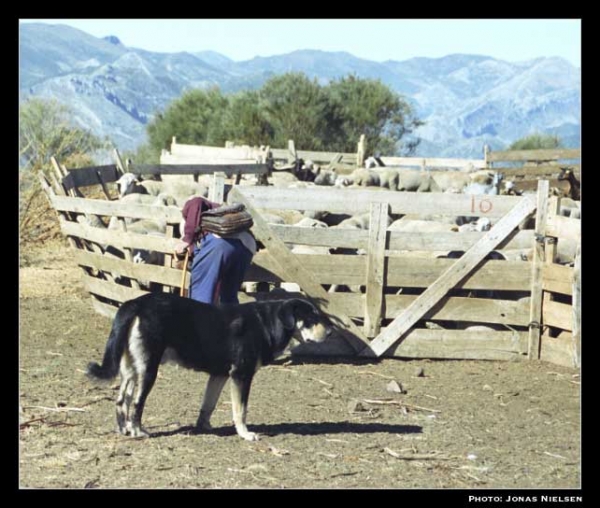 Working mastín - male, 12 months old
Photo: Jonas Nielsen. Copyright ©  

Keywords: flock working ganadero ismael