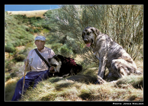 Ismael con dos mastines 2001
Photo: Jonas Nielsen - © Copyright.  

Keywords: flock working ganadero ismael