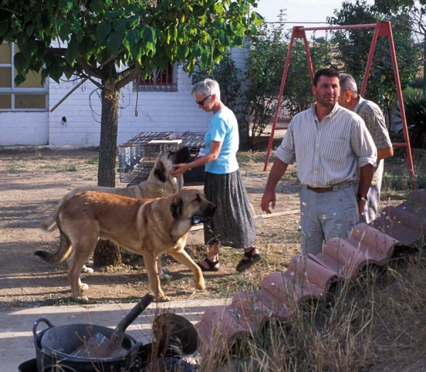 Mastines from 'Valle de Santiago'´- 1999
Photo: Jonas Nielsen - © Copyright  
Keywords: valle