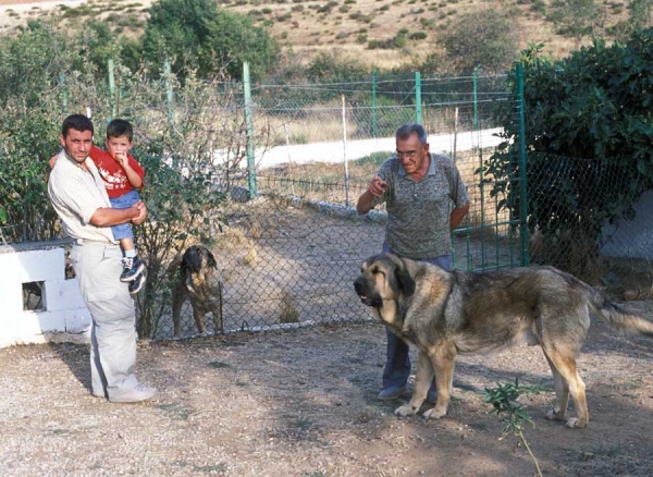 Mastines from 'Valle de Santiago'´- 1999
Photo: Jonas Nielsen - © Copyright  
Keywords: valle