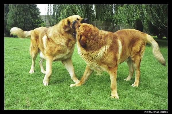 Giron & Hercules de las Cañadas playing.
Photo: Jonas Nielsen. © Copyright 
Keywords: canadas