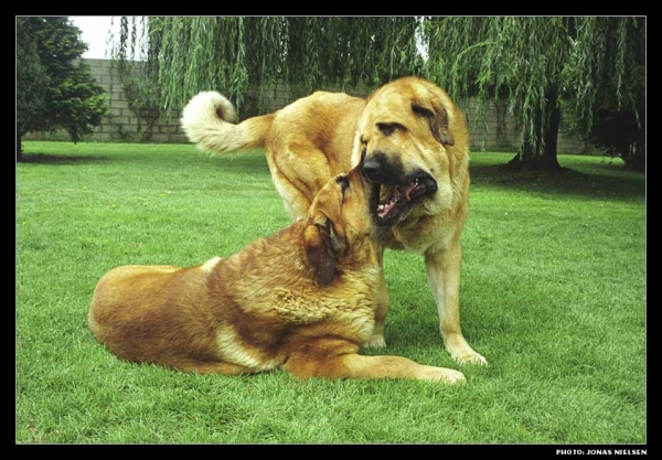 Giron & Hercules de las Cañadas playing
Photo: Jonas Nielsen. © Copyright 
Keywords: canadas