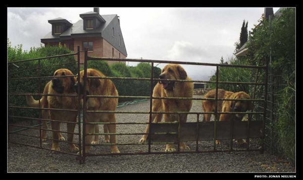 Giron, Hercules, Platon and a puppy of las Cañadas.
Photo: Jonas Nielsen. © Copyright 
Keywords: canadas