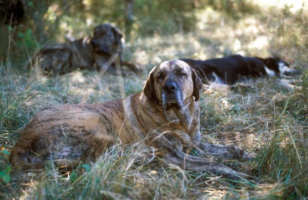 Mastines ganaderos (Ismael - León 2001) 
Photo: Jonas Nielsen - © Copyright.  
Keywords: flock working ganadero ismael