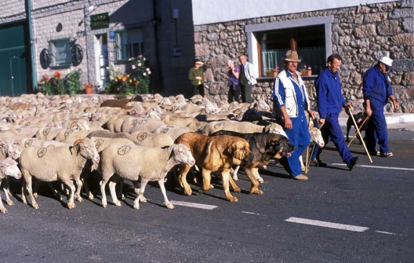 Mastínes ganaderos - Villafeliz, León, Spain 2001
Photo: Jonas Nielsen. © Copyright  

Keywords: flock working ganadero