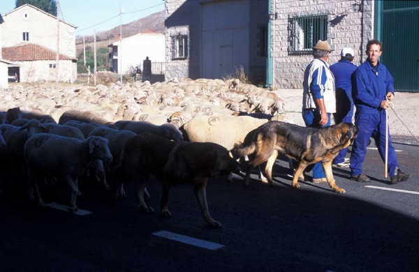 Mastínes ganaderos - Villafeliz, León, Spain 2001
Photo: Jonas Nielsen. Copyright ©  
Keywords: flock working ganadero