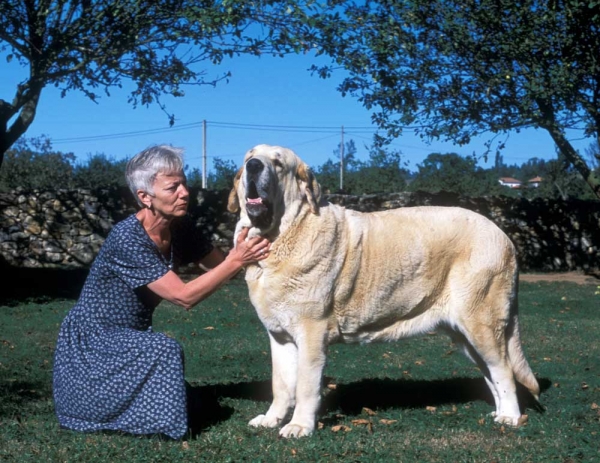 Sally and Paca de Ablanera - 2000 
(Nelsón de Ablanera x Ch. Perla de Ablanera) 


Keywords: ablanera