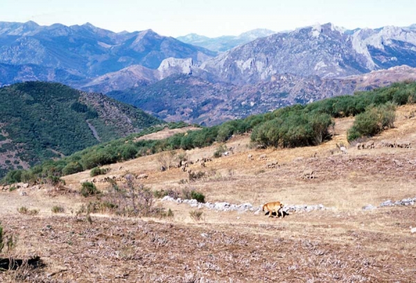 Mastin with sheep in the mountains around Aralla de Luna (Ismael - León 2001) 
Photo: Jonas Nielsen - © Copyright.  
Keywords: flock working ganadero ismael