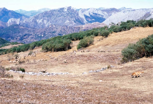 Mastin with sheep in the mountains around Aralla de Luna (Ismael - León 2001) 
Photo: Jonas Nielsen - © Copyright.  
Keywords: flock working ganadero ismael