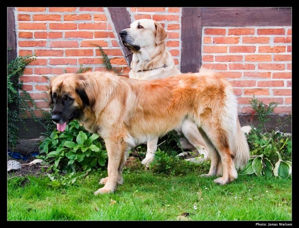 Toro de la Peña Mora & friend Rosa (Leonberger) - August 2006
(Ch. Cañon de Fuente Mimbre x Jara de Ablanera)
Born: 28.08.2002
Keywords: toro