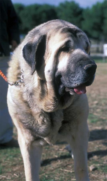 Ulises de Ablanera
Ch Nalón de Ablanera x Duna de Isla Perdida)
Breeder: Angel Fernández
Owner: Francisco Torrijos

Keywords: fuentemimbre