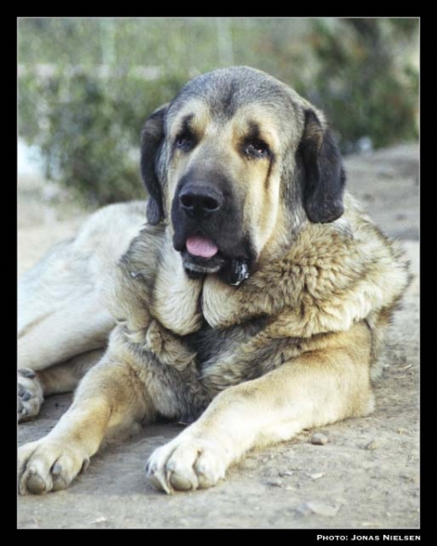 Renol del Valle de Santiago
(Duque del Valle de Santiago x Jamaica)
Born:15-06-1999
Breeder & owner: Cecilio López Prieto

Photo: Jonas Nielsen. © Copyright.  

Keywords: valle head portrait cabeza