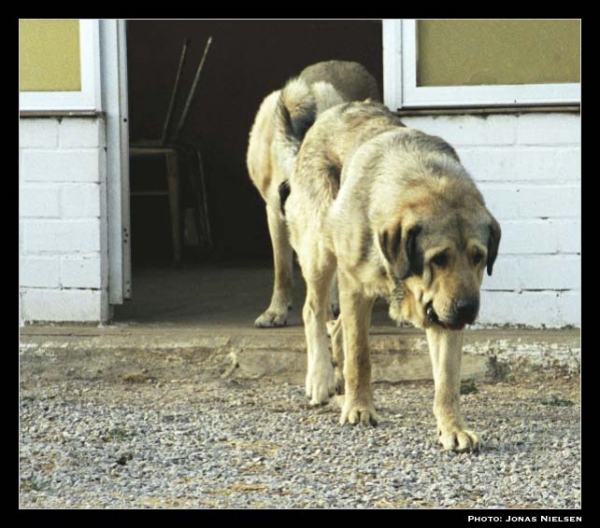 Hercules del Valle de Santiago
Breeder & owner: Cecilio López Prieto
Photo: Jonas Nielsen. © Copyright  

Keywords: valle