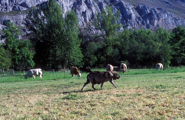 Mastina guarding cows between Villafeliz and Abelgas, León Spain 2000
Photo: Jonas Nielsen. © Copyright  

Keywords: flock working ganadero