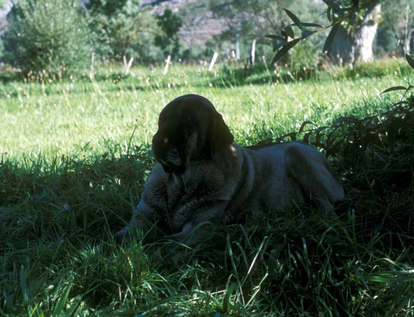 Mastina guarding cows between Villafeliz and Abelgas, León Spain 2000
Photo: Jonas Nielsen. © Copyright  

Keywords: flock working ganadero