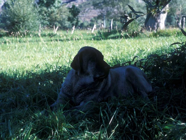 Mastina guarding cows between Villafeliz and Abelgas, León Spain, 2000
Photo: Jonas Nielsen. © Copyright  

Keywords: flock working ganadero