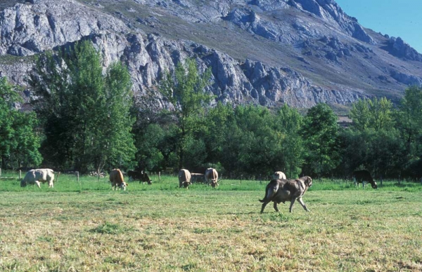 Mastina guarding cows between Villafeliz and Abelgas, León Spain 2000
Photo: Jonas Nielsen. © Copyright  

Keywords: flock working ganadero