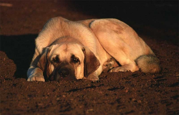 Mastín ganadero - working mastín resting after a long day's work
Photo: Jonas Nielsen - © Copyright
Keywords: flock working ganadero ismael