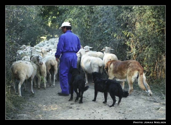 Mastín ganadero & 2 Careas - Working mastín & 2 Careas, León, Spain 2001
Photo: Jonas Nielsen - © Copyright.  

Keywords: flock working ganadero