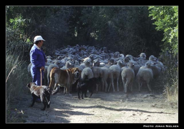 Mastín ganadero con 2 Careas - Working mastín wth 2 Careas, León, Spain 2001
Photo: Jonas Nielsen - © Copyright.  
 

Keywords: flock working ganadero