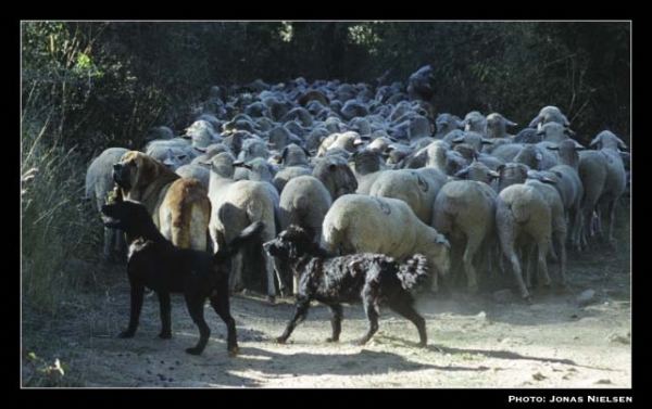 Mastín ganadero con 2 Careas - Working mastín wth 2 Careas, León, Spain 2001
Photo: Jonas Nielsen - © Copyright.  

Keywords: flock working ganadero